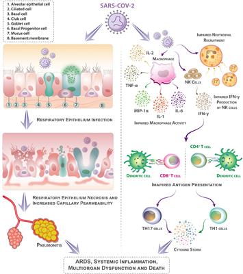 COVID-19 and Preexisting Comorbidities: Risks, Synergies, and Clinical Outcomes